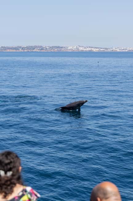Vilamoura: Boat Tour Dolphin Quest & Marine Life Search - The Crew, the Guide, and Why the Search Feels Organized