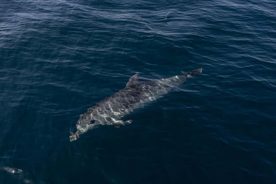 Vilamoura: Boat Tour Dolphin Quest & Marine Life Search - Eco-Friendly, AIMM-Approved Dolphin Watching (And Why You Should Care)