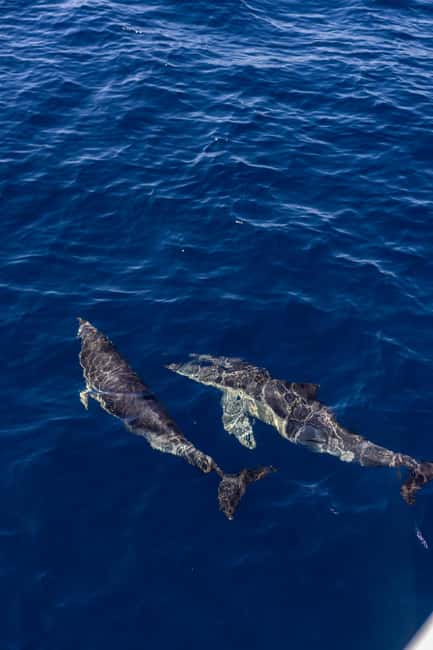 Vilamoura: Boat Tour Dolphin Quest & Marine Life Search - Pricing and Value: Is It Worth $47 for Two Hours?