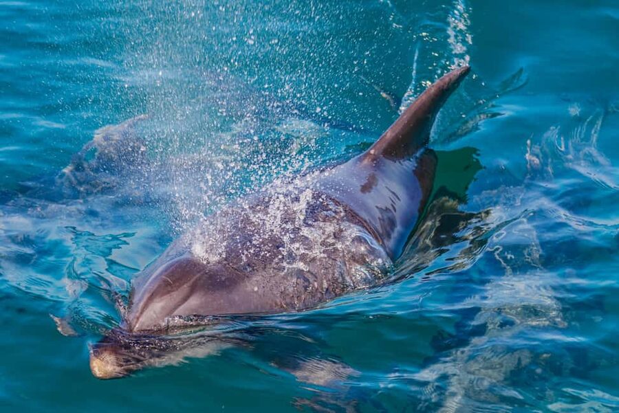 Vilamoura: Boat Tour Dolphin Quest & Marine Life Search - Who This Tour Suits Best in Vilamoura