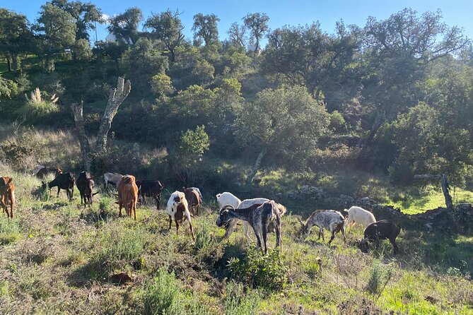 Walk in the Hills with Goat Herder-Local Honey, Wine and Cheese Tasting - Quick Key Points