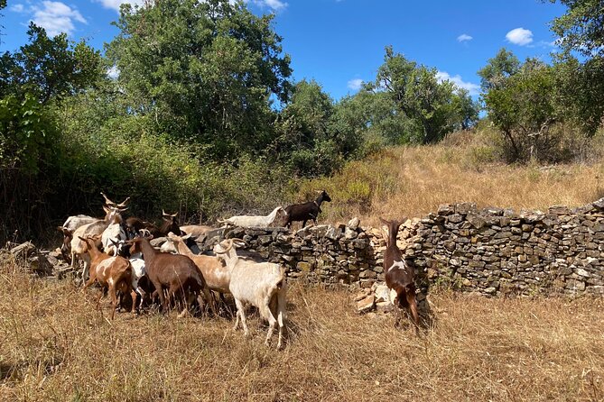 Walk in the Hills with Goat Herder-Local Honey, Wine and Cheese Tasting - Algarve Goat Herder Walk, Then Honey, Wine, and Cheese