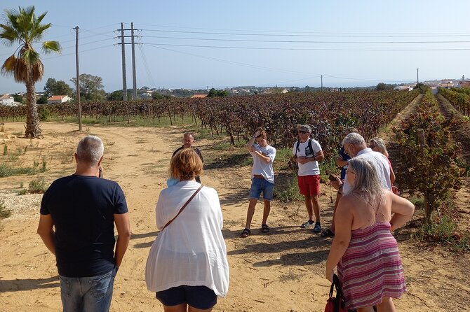 Wine Lovers: Winery Tour w/ Tasting & Tapas (Albufeira/Vilamoura) - The 3-hour format: what you’re really buying for $71.38