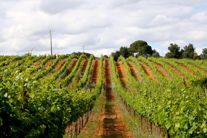 Wine Tasting and Art Tour - Price and value: how $43.25 adds up for a 1.5-hour experience