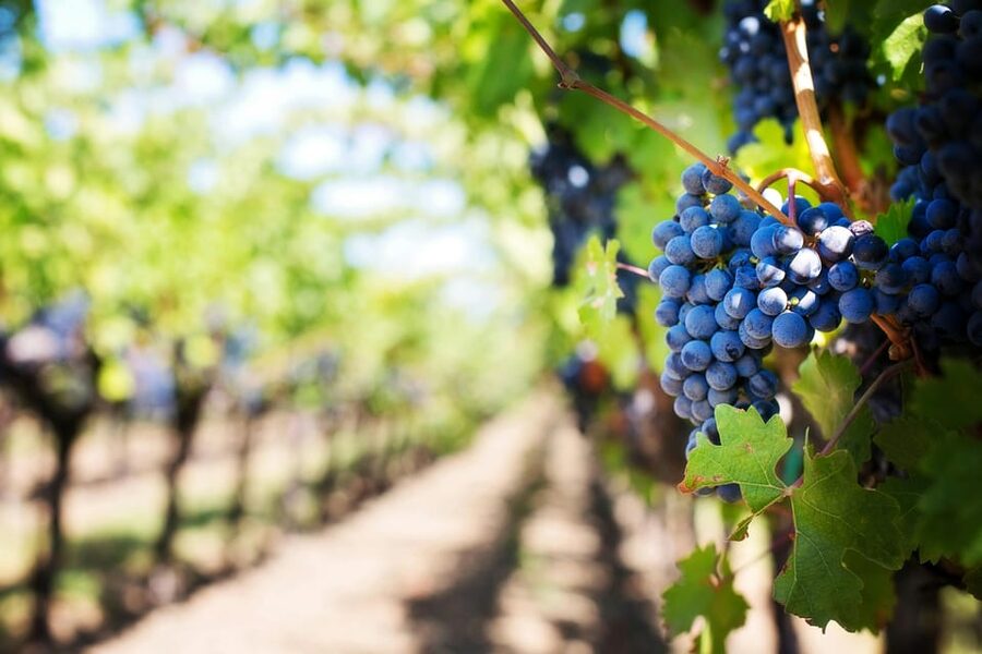 Wine Tasting Off-Road Tour - Key highlights to know before you go