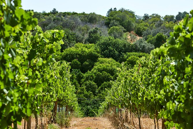 Wine Tasting Tour in Algarve Winery - Key highlights worth marking