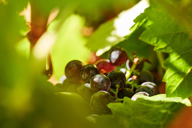Wine Tasting Tour in Algarve Winery - Quinta dos Sentidos near Silves: why this setting changes the whole feel